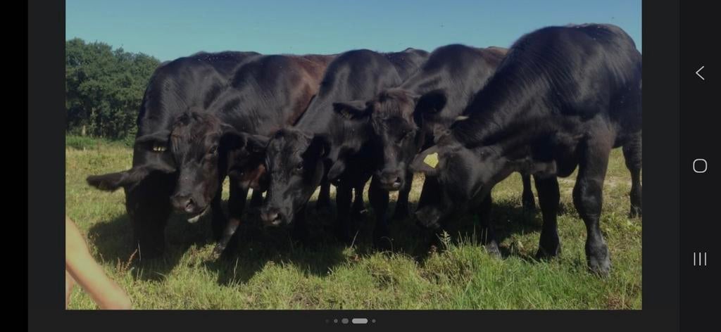 Gezocht Black Angus jongvee, Dieren en Toebehoren, Runderen, Geslacht onbekend