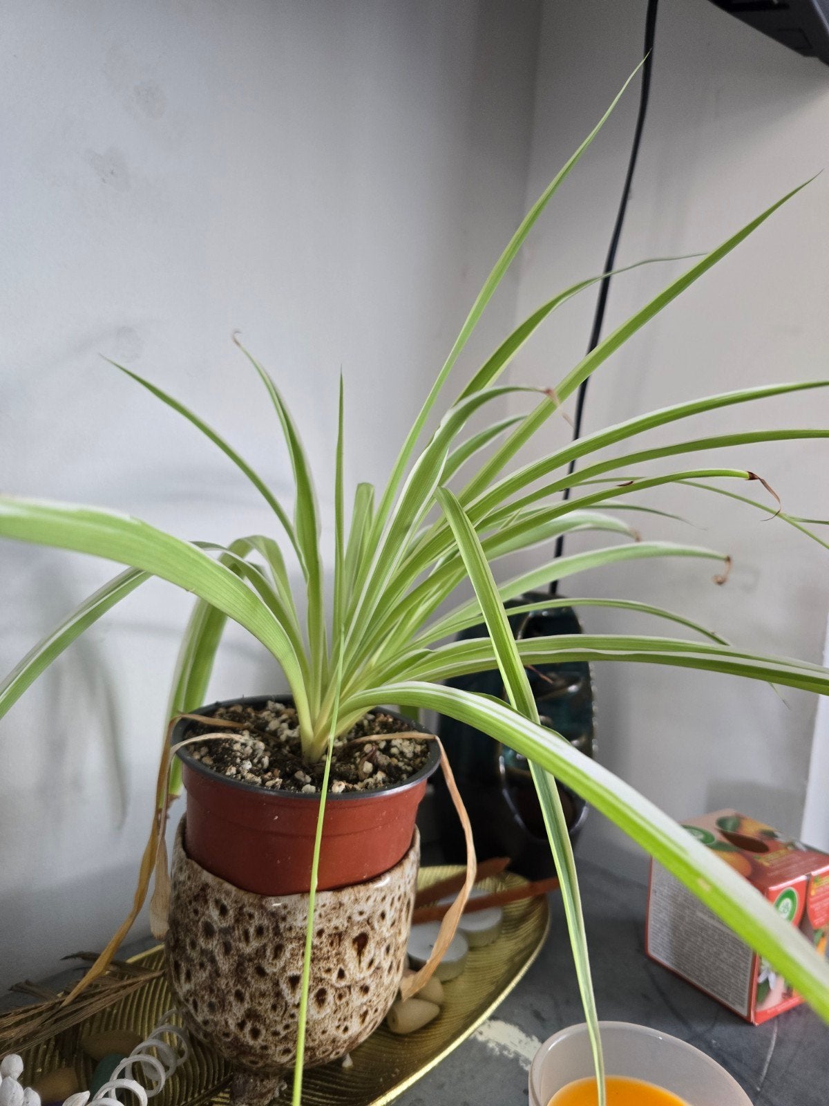 Kamerplant graslelie, Ophalen, Halfschaduw, Minder dan 100 cm