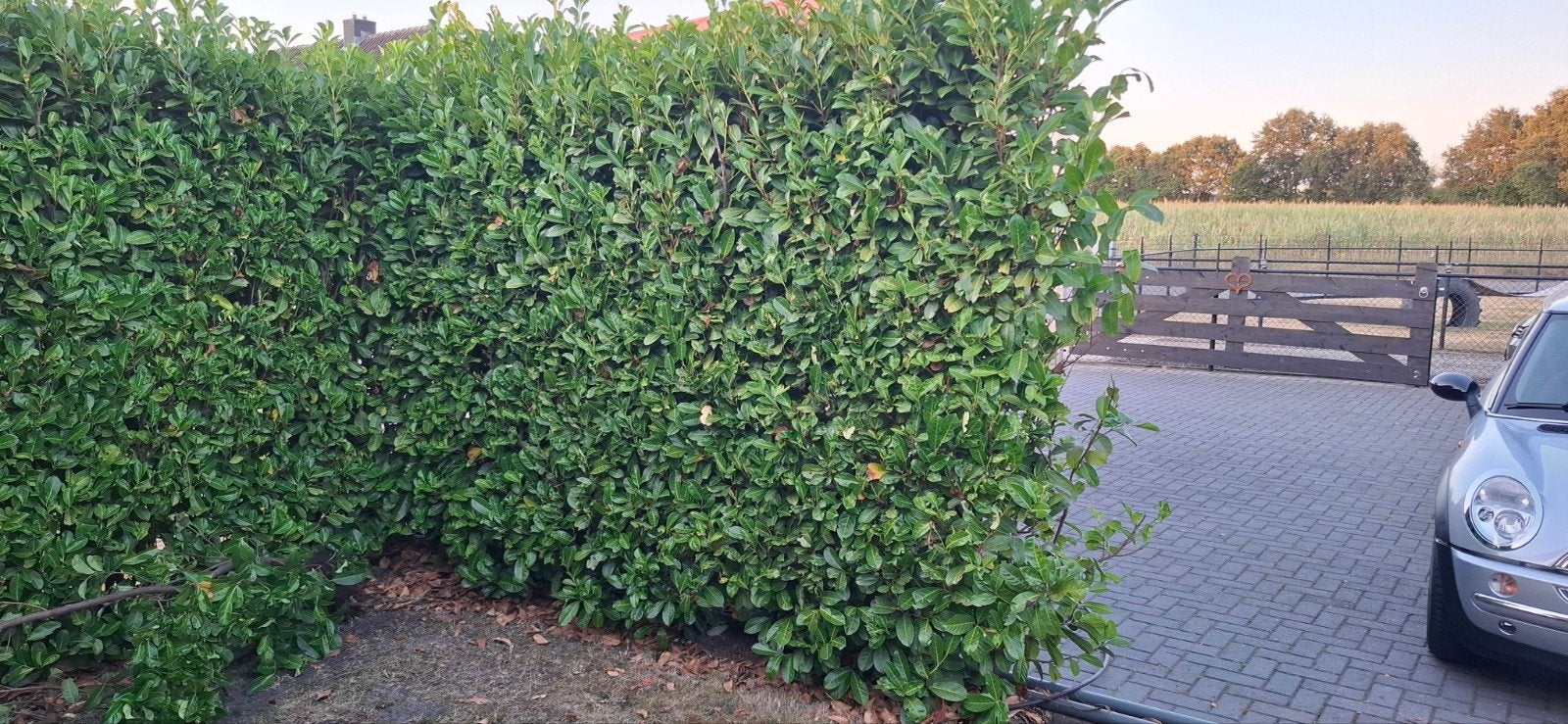Gratis laurier haag planten struiken 9x, Tuin en Terras, Ophalen of Verzenden, Laurier, 100 tot 250 cm