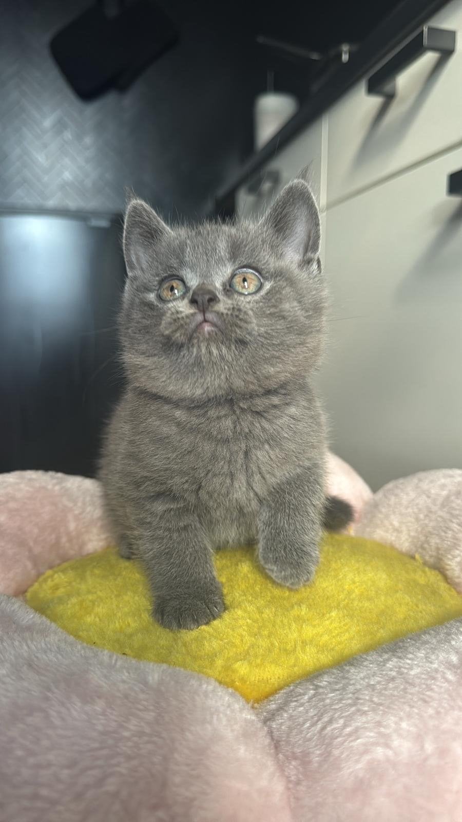 Britse korthaar kittens, Dieren en Toebehoren, Meerdere dieren