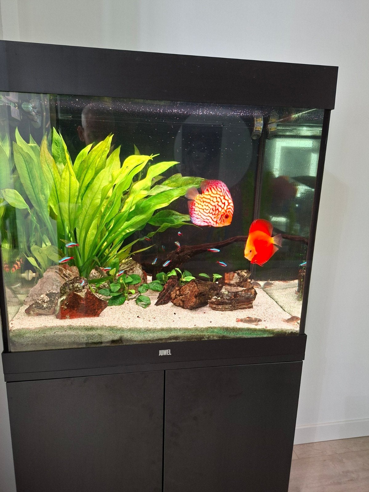 Aquarium compleet Juwel lido 200, Ophalen, Zo goed als nieuw, Gevuld zoetwateraquarium