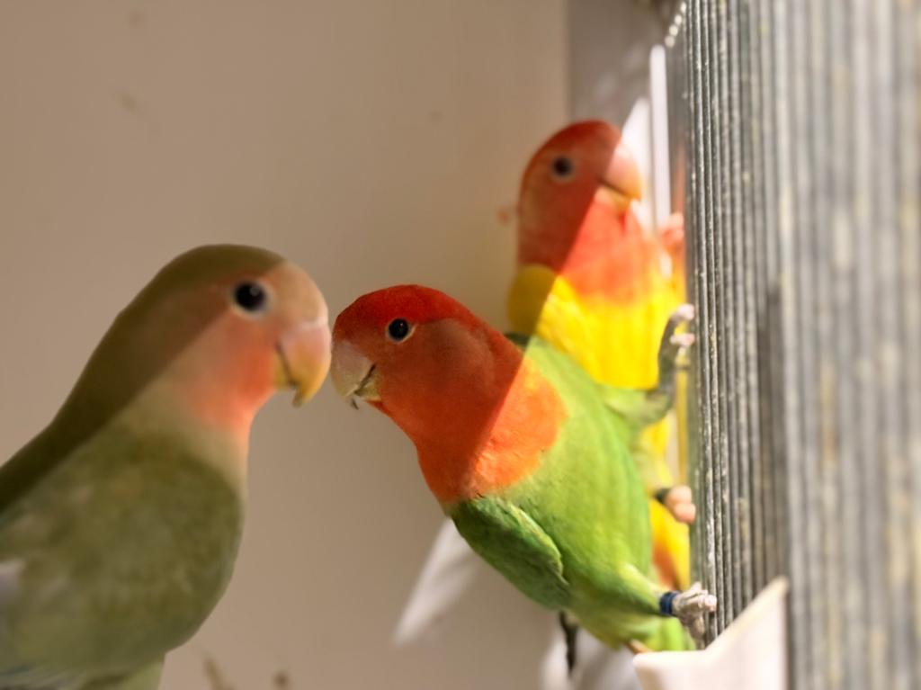 Diverse agapornissen, Meerdere dieren, Dwergpapegaai of Agapornis
