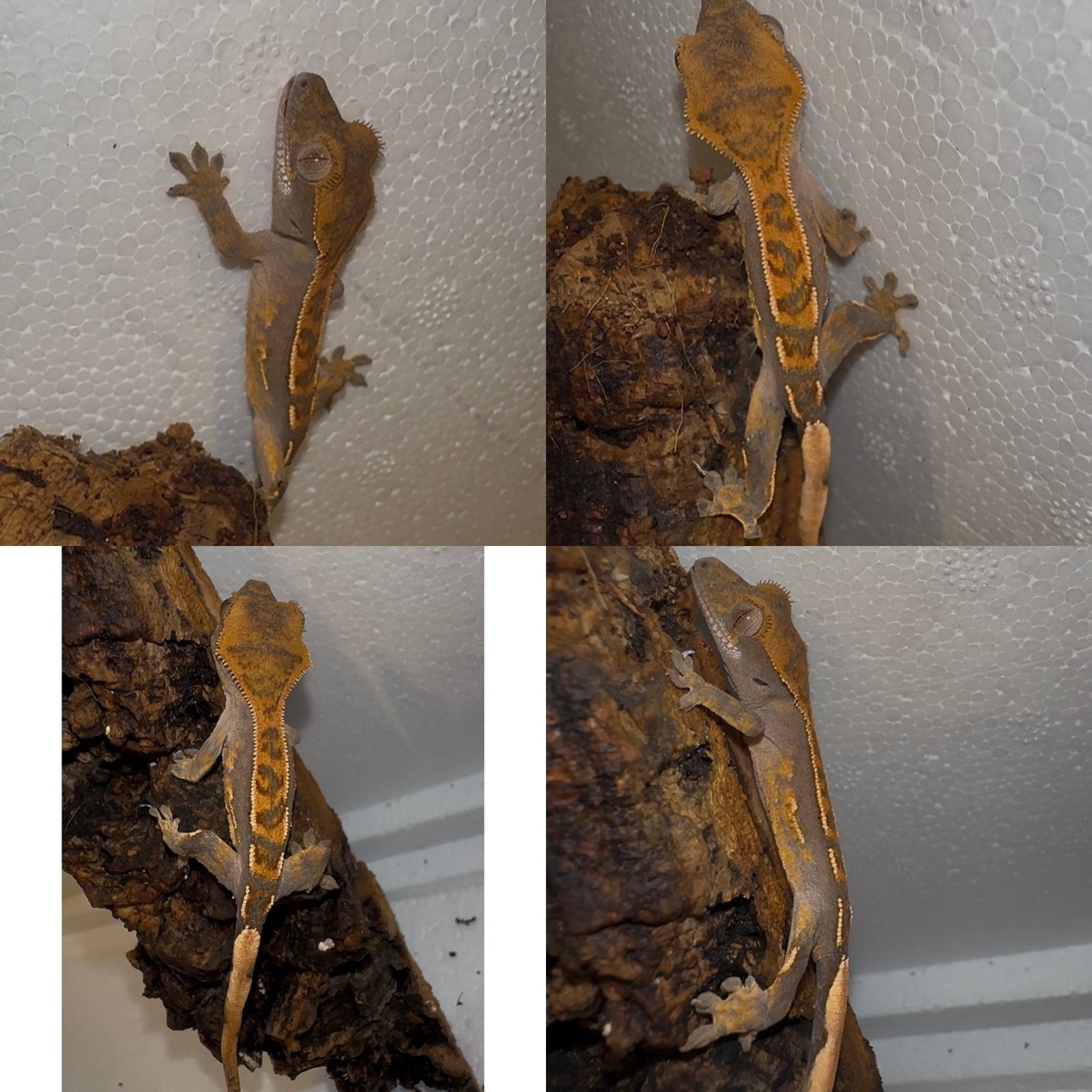 Wimpergekko baby, Dieren en Toebehoren, Reptielen en Amfibieën, Hagedis, Tam, 0 tot 2 jaar