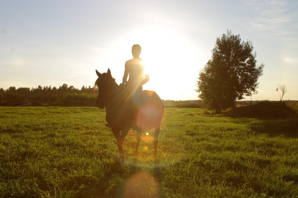Rustige en betrouwbare paardenliefhebber zoekt verzorgpaard, Ophalen, Nieuw