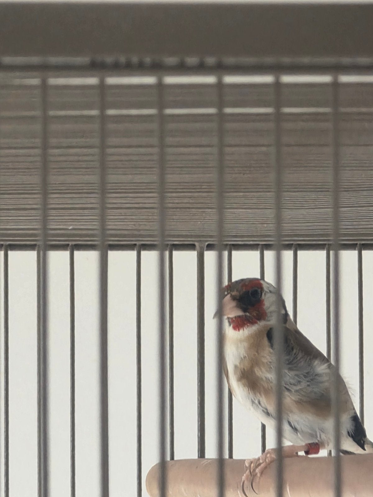 parva putter Man 2024, Dieren en Toebehoren, Mannelijk, Wildzangvogel