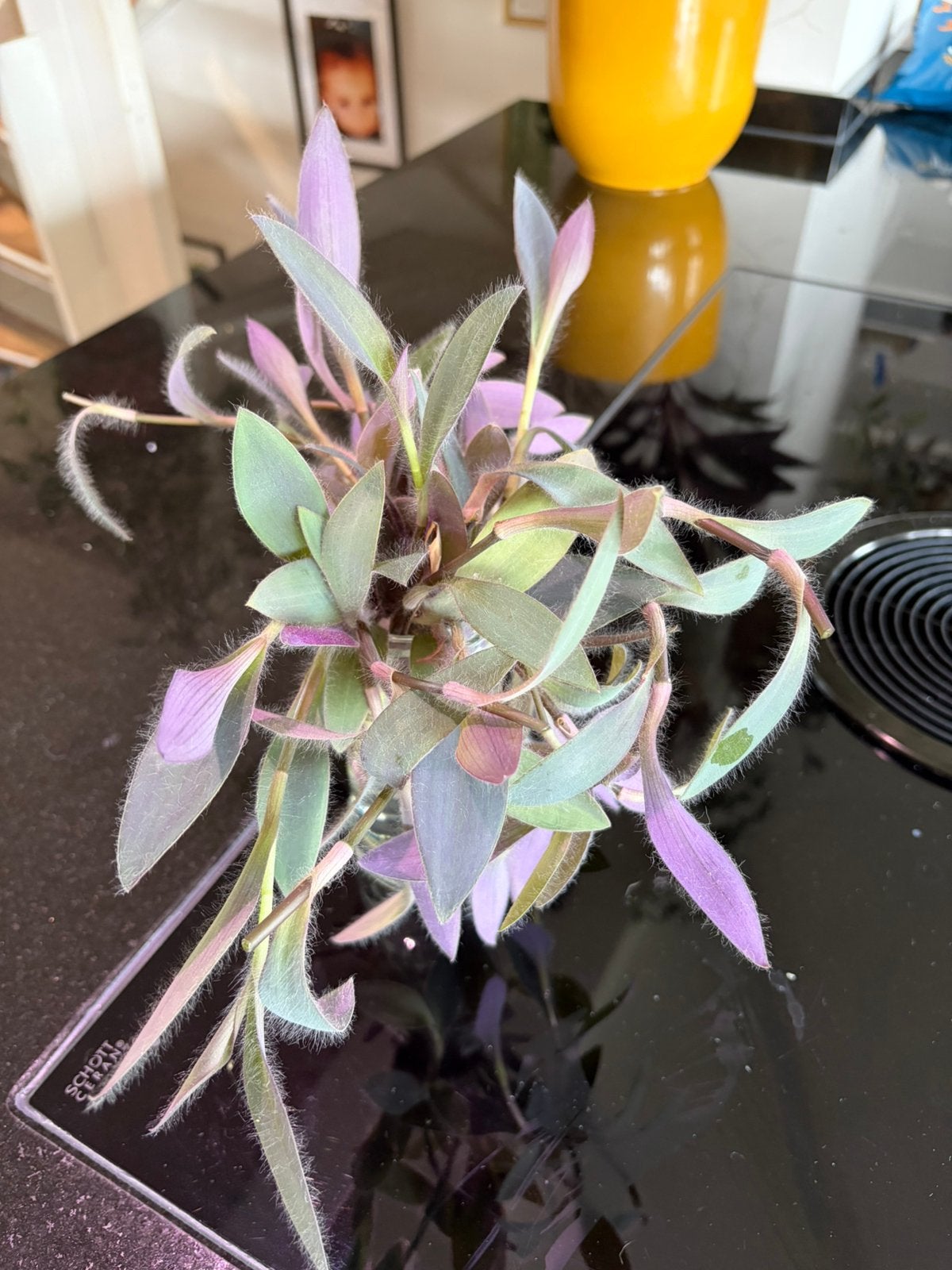 Vaderplant purple heart stekjes, Ophalen, Overige soorten, Volle zon