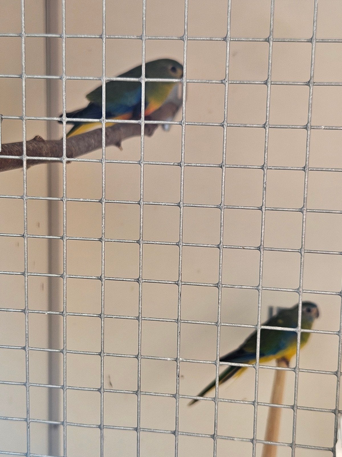 turquoisne parkiet, Meerdere dieren, Parkiet