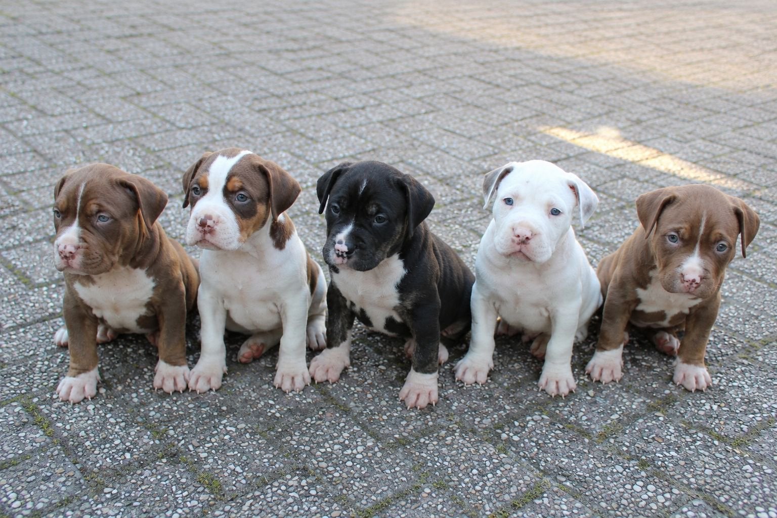 amerikaanse bully xl pups, Dieren en Toebehoren, Honden | Bulldogs, Pinschers en Molossers, Overige rassen, 8 tot 15 weken, Meerdere