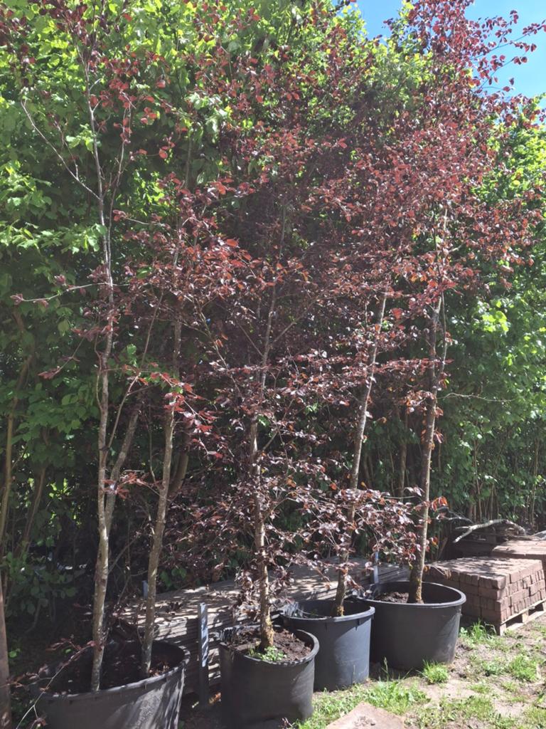Rode Beukenboom - Fagus Sylvatica Atropunicea | 6 - 8 meter, Bloeit niet, Overige soorten, 400 cm of meer, Ophalen
