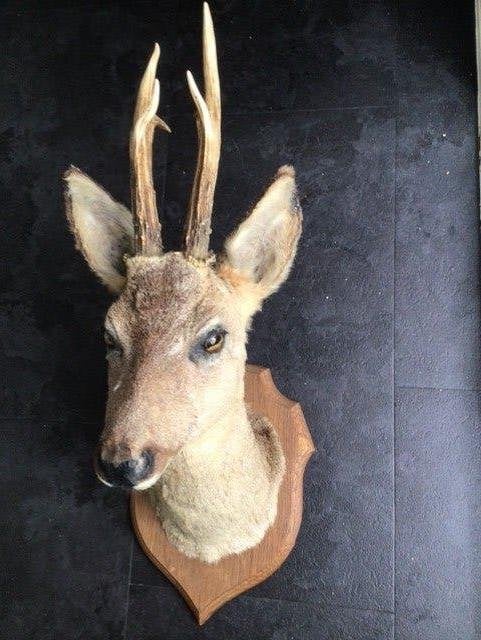 Mooi opgezette Hertenkop 2, Verzamelen, Dierenverzamelingen, Ophalen of Verzenden, Zo goed als nieuw, Hert, Opgezet dier
