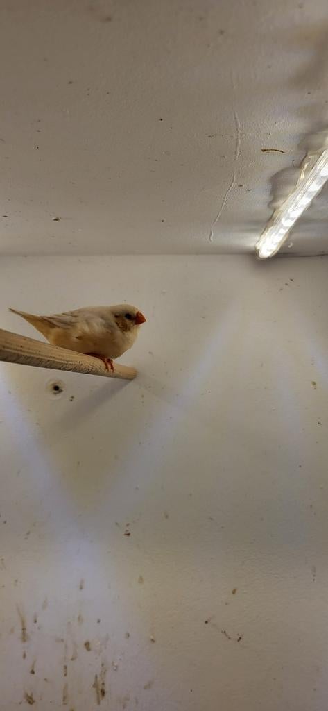 Mooi jonge koppel isabel zebravinken van 2026, Dieren en Toebehoren, Vogels | Kanaries, Meerdere dieren, Kleurkanarie