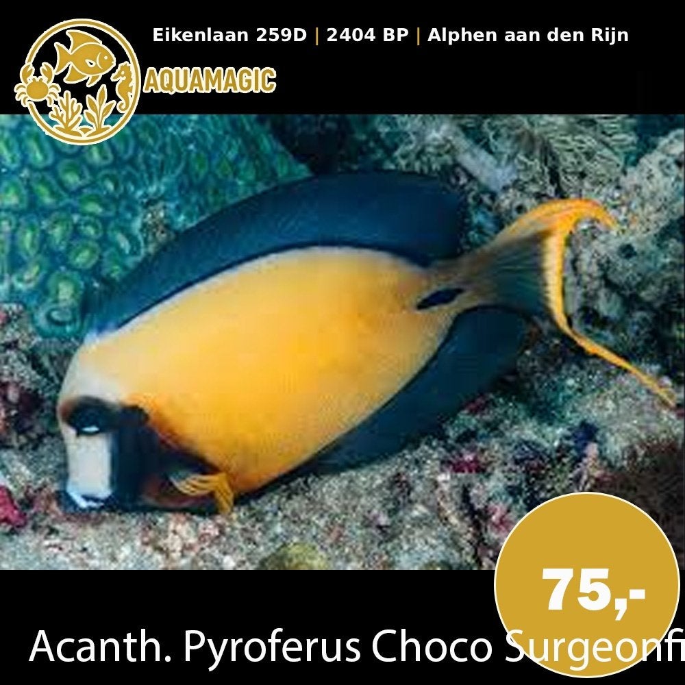 acanthurus pyroferus, Vis, Zoutwatervis