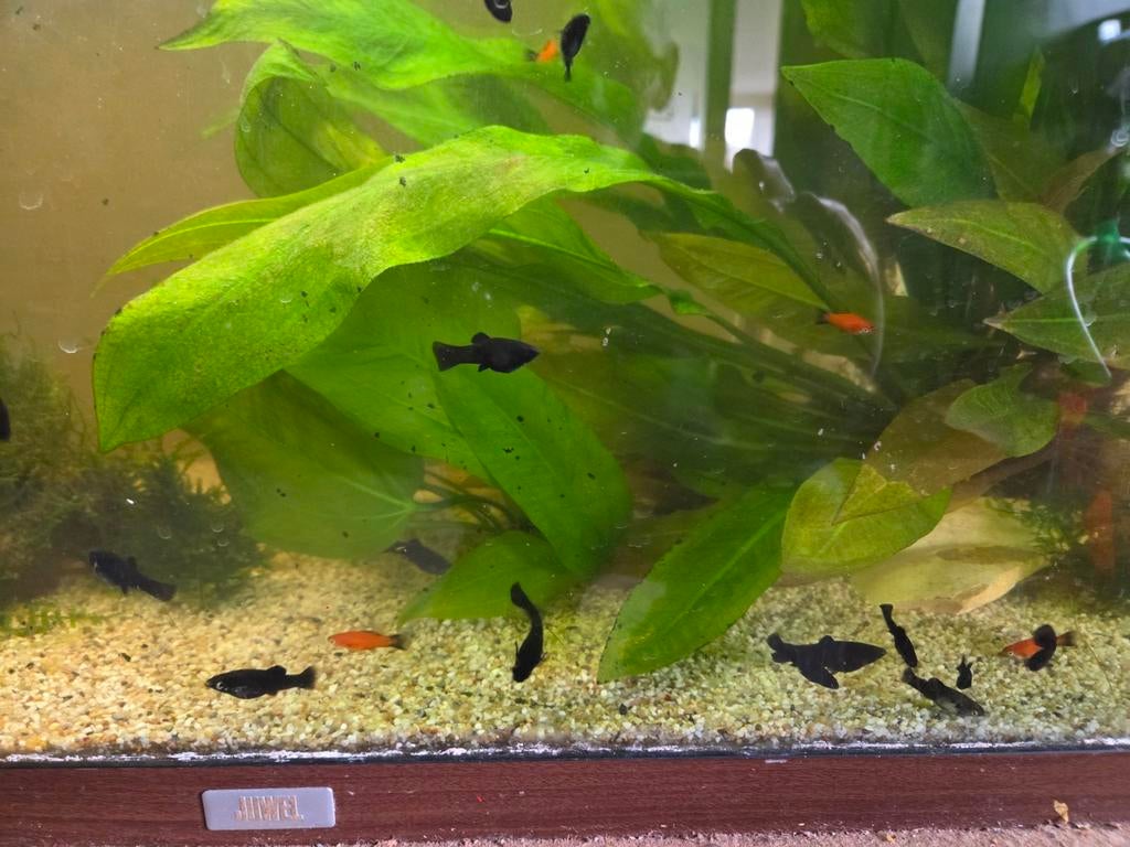 BLACKMOLLY'S TE KOOP, Dieren en Toebehoren, Vis