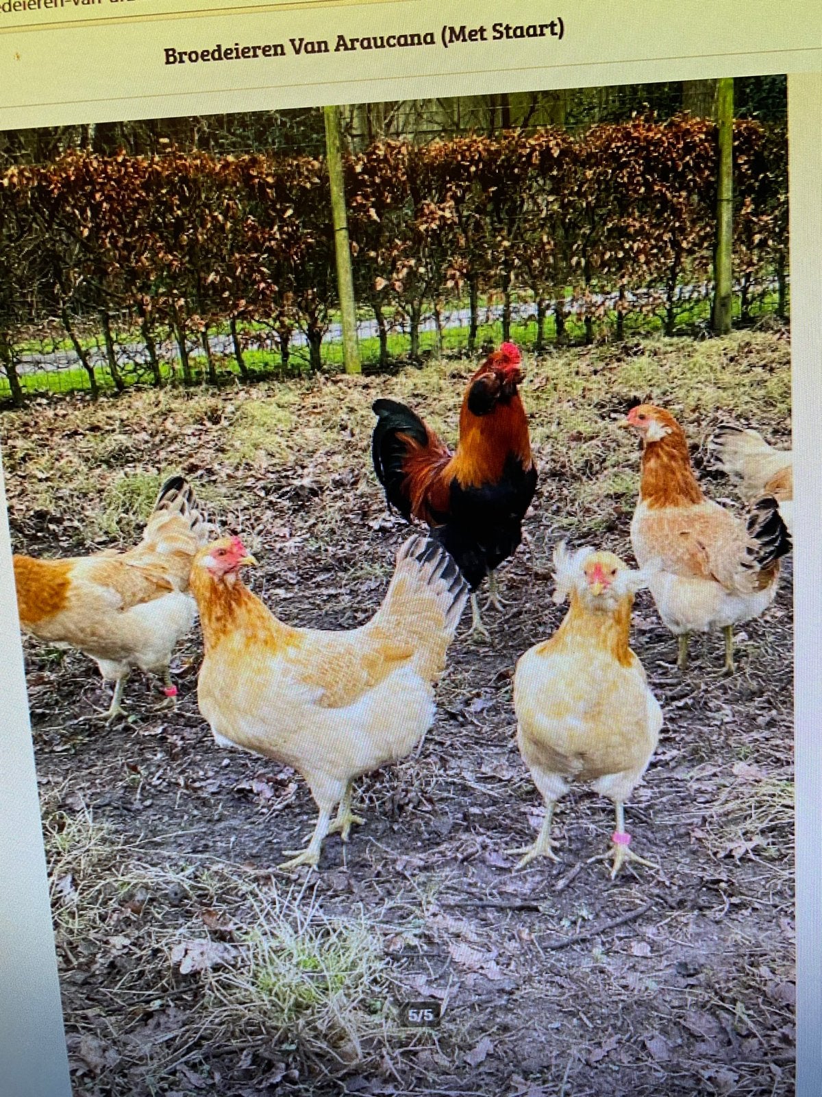 Te koop broedeieren Acaurana tarwe groenleggers, Dieren en Toebehoren, Pluimvee, Geslacht onbekend, Kip