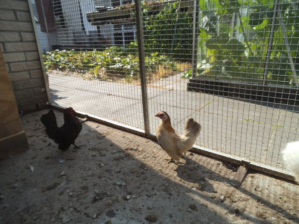 serama's, Dieren en Toebehoren, Pluimvee, Vrouwelijk, Kip