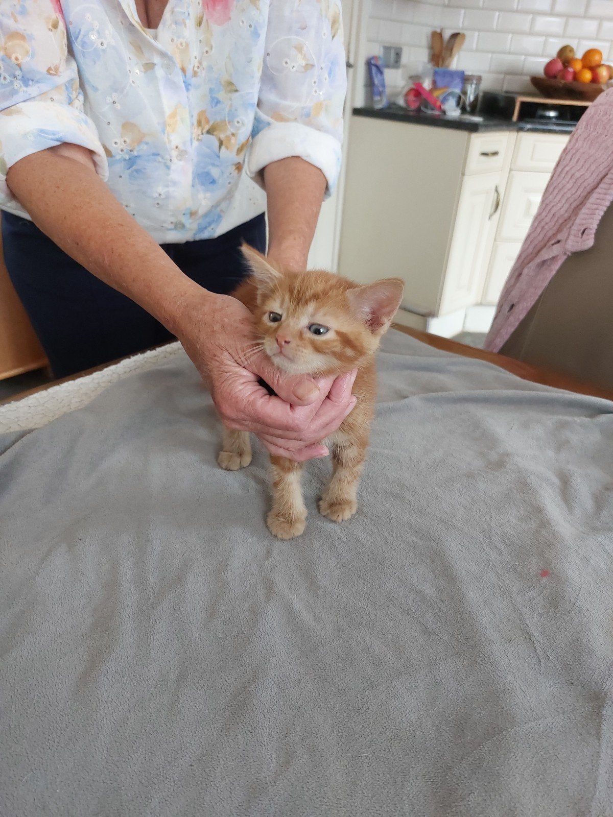 Kittens te koop, Dieren en Toebehoren, Katten en Kittens | Overige Katten, Meerdere dieren, 0 tot 2 jaar