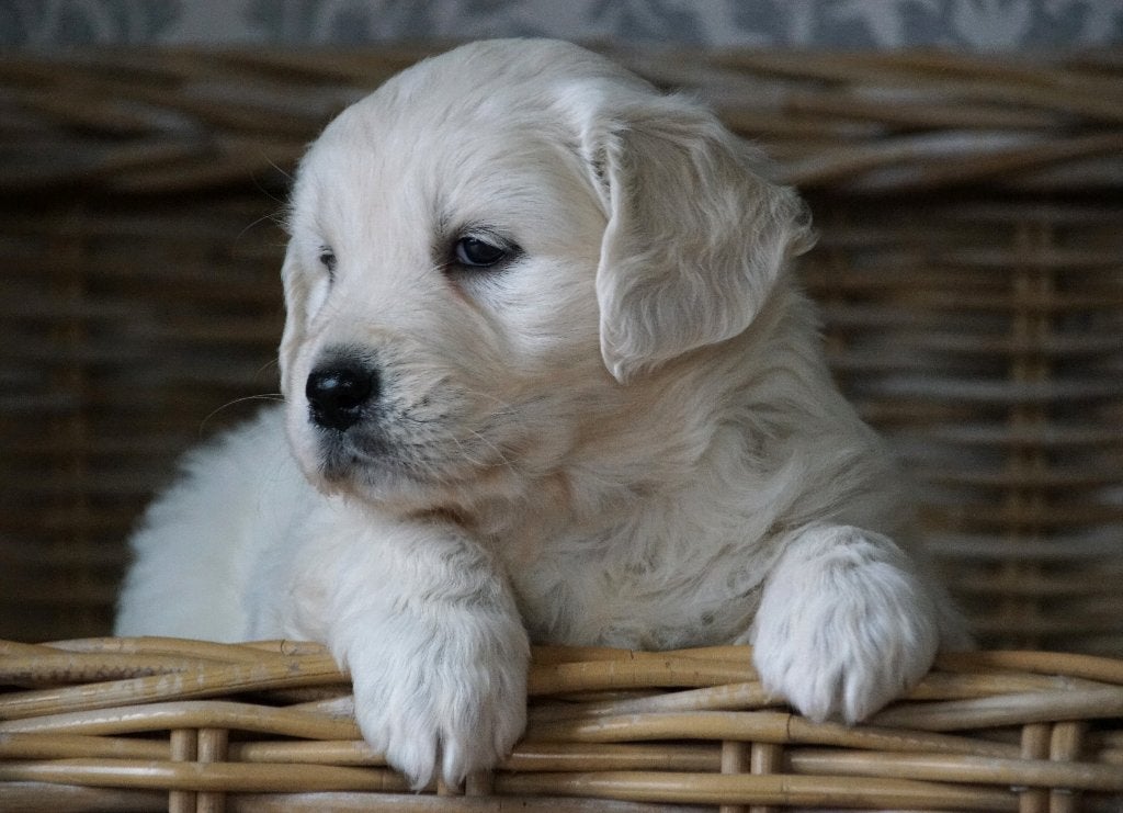 Friese Stabij pups x Golden Retriever met garantie (stamboom, Nederland, Parvo, Overige rassen, 8 tot 15 weken