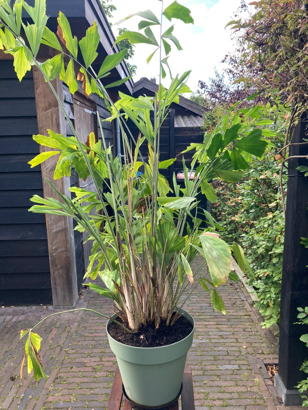 grote palm in pot, Huis en Inrichting, 200 cm of meer, Palm, In pot, Groene kamerplant