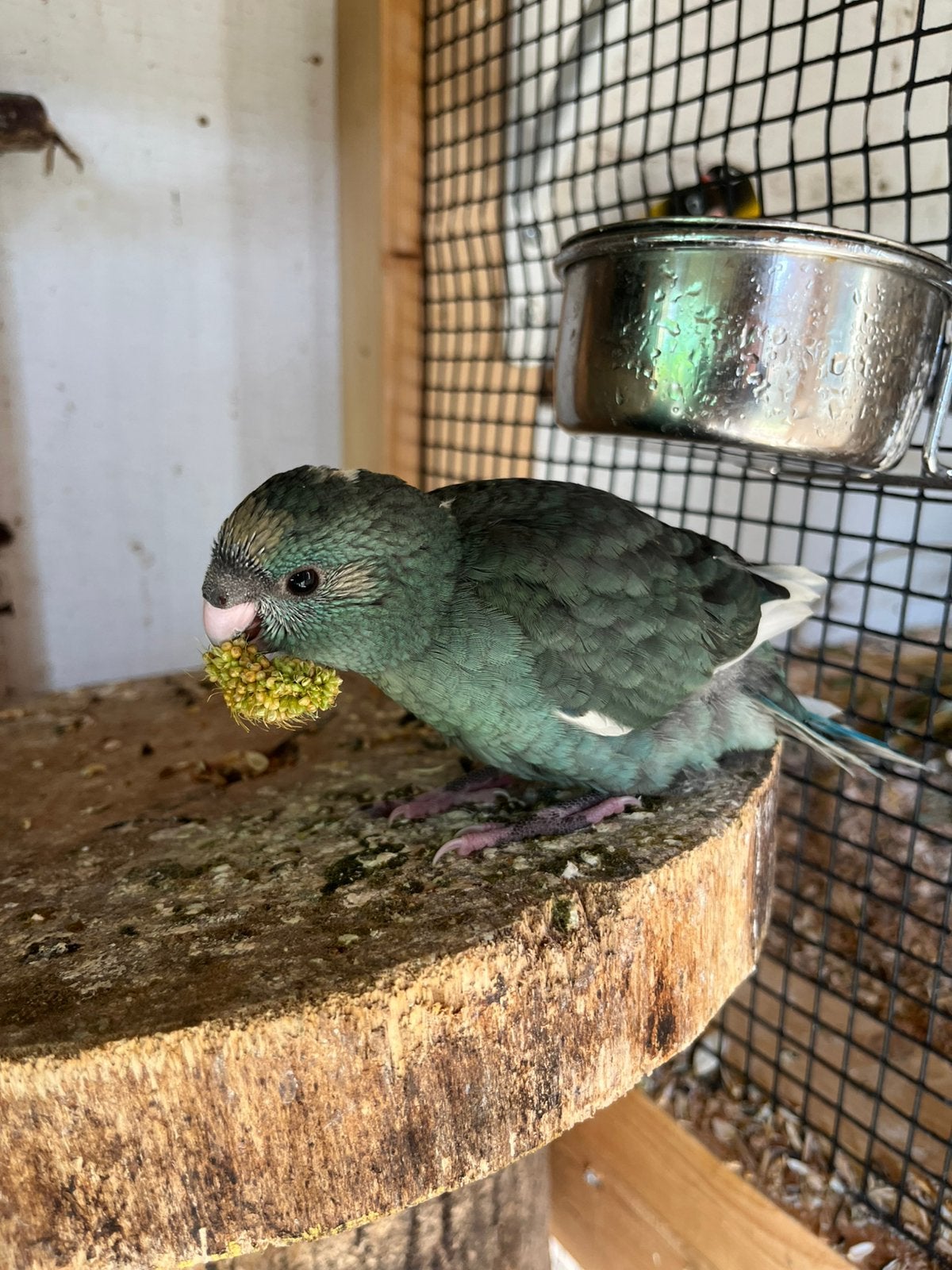 Tekoop jonge kakarikie, Meerdere dieren, Parkiet