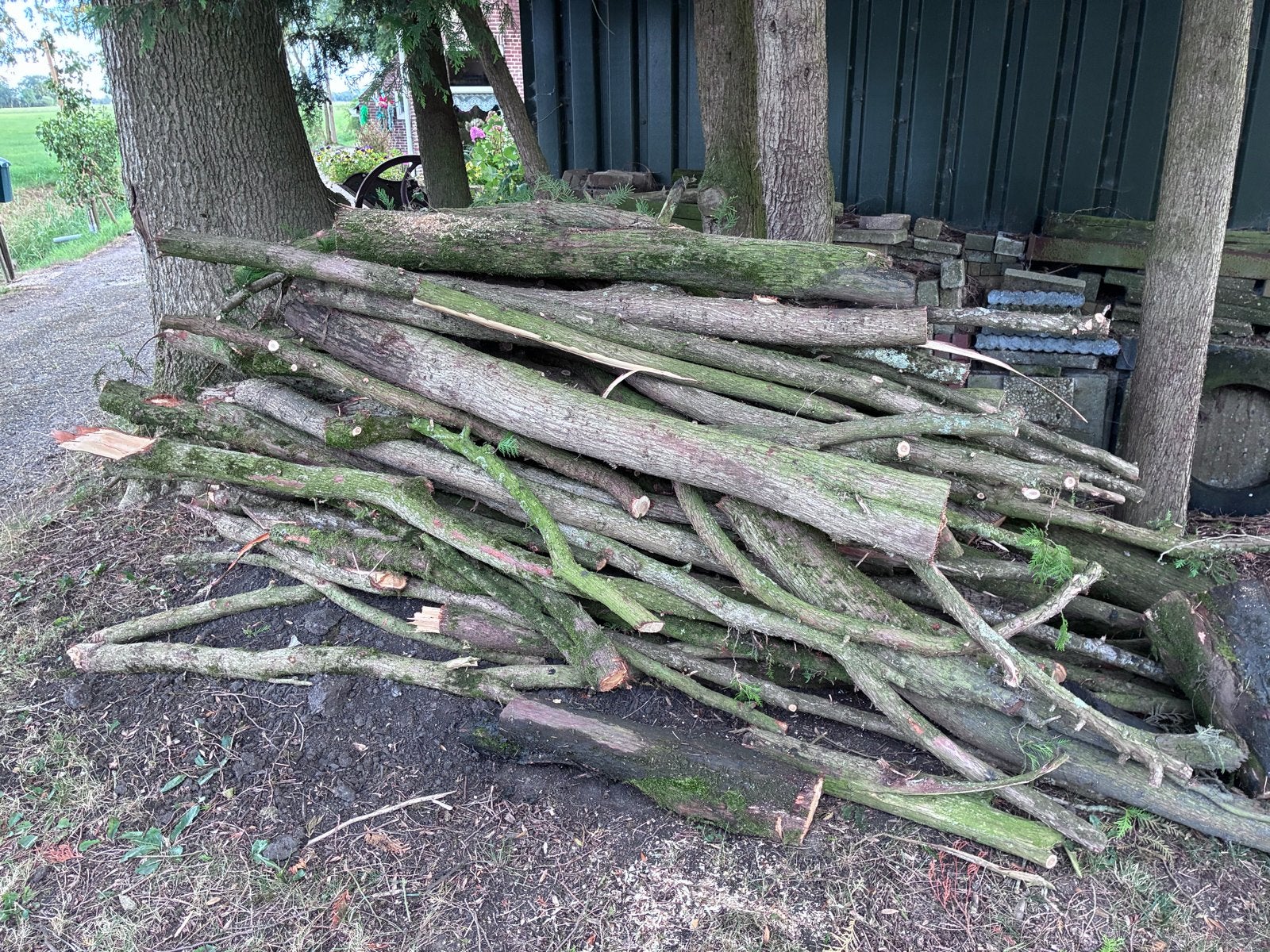 Ciniferen snoei hout stammen en blokken, Tuin en Terras, Haardhout, 3 tot 6 m³, Ophalen, Overige houtsoorten, Takken