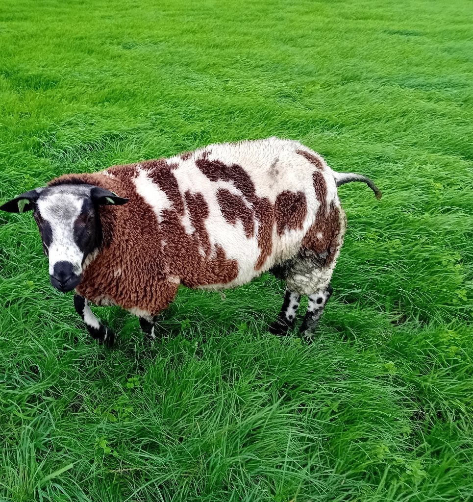 dekram, Mannelijk, Schaap, 0 tot 2 jaar