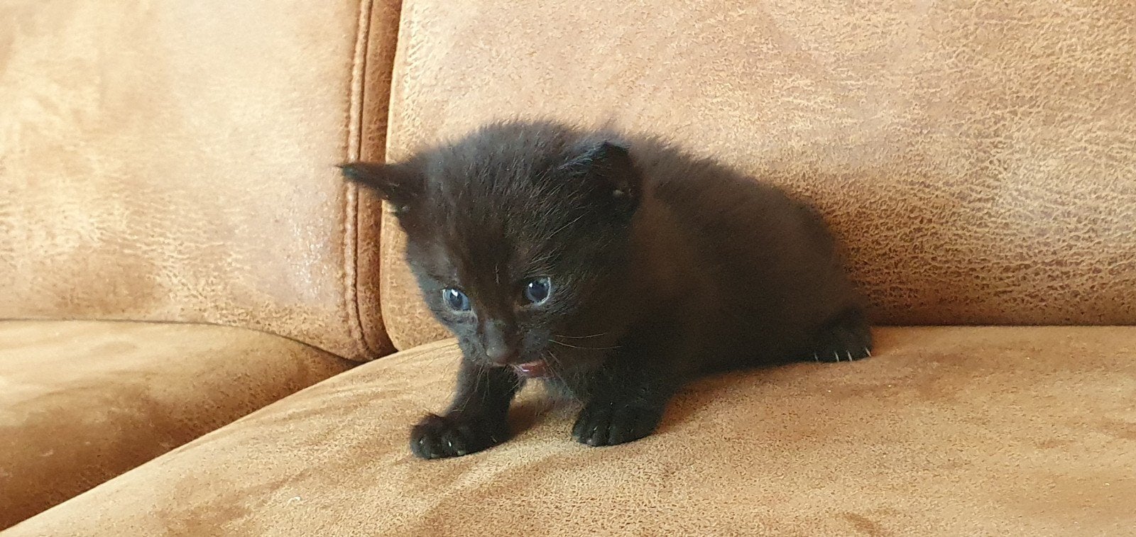 lieve kittens te koop, Dieren en Toebehoren, Meerdere dieren, Kortharig, 0 tot 2 jaar
