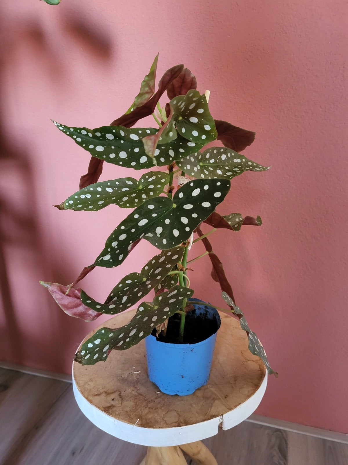 Kamerplant stip begonia groot, Ophalen, Halfschaduw, Minder dan 100 cm