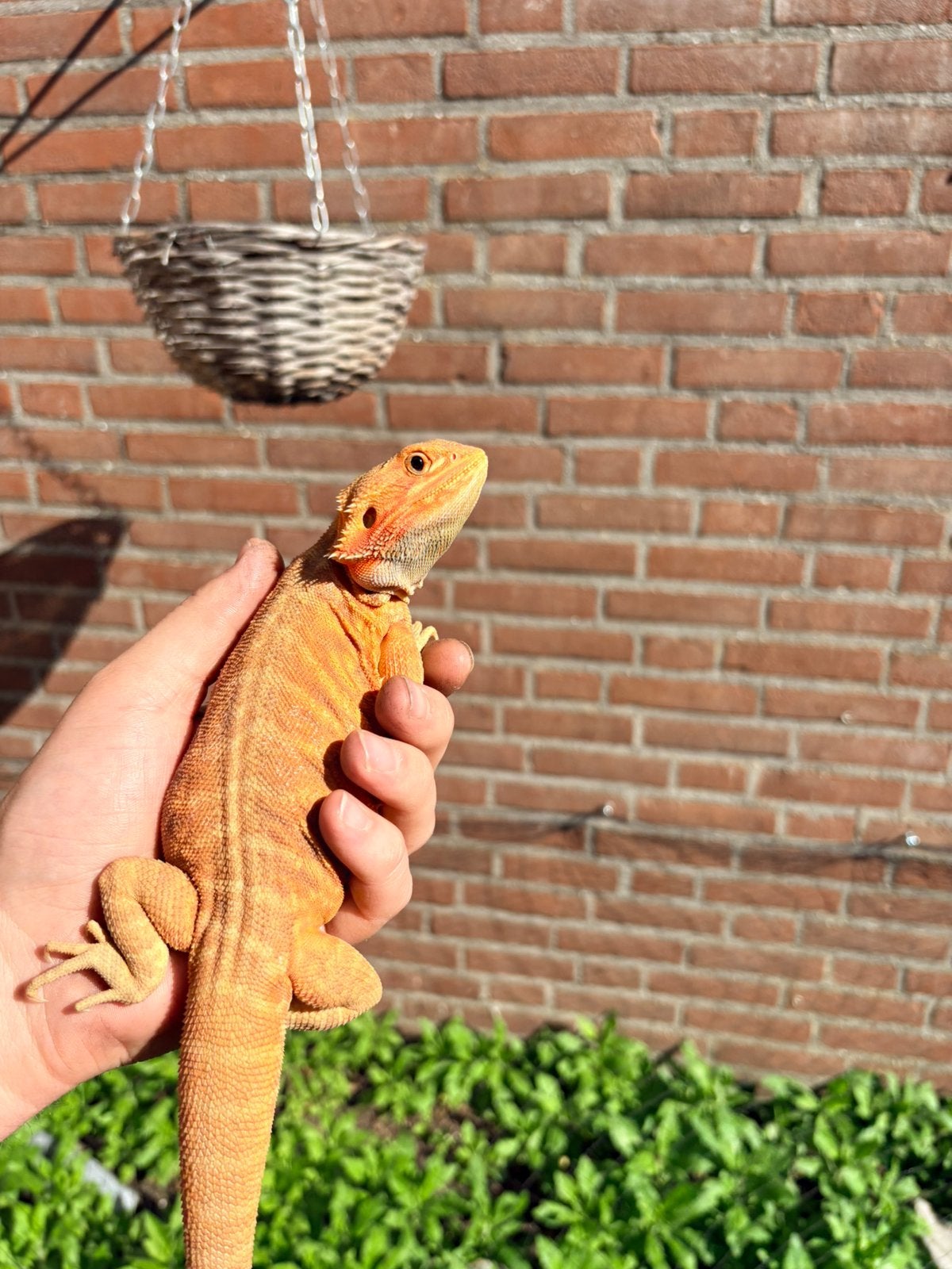 Baardagaam rood, Dieren en Toebehoren, Reptielen en Amfibieën, Hagedis, 0 tot 2 jaar