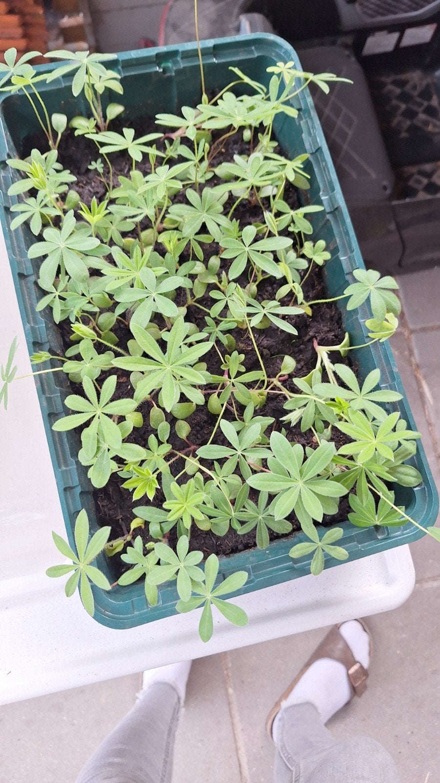 Lupine plantjes, Tuin en Terras, Planten | Tuinplanten, Ophalen, Overige soorten, Volle zon