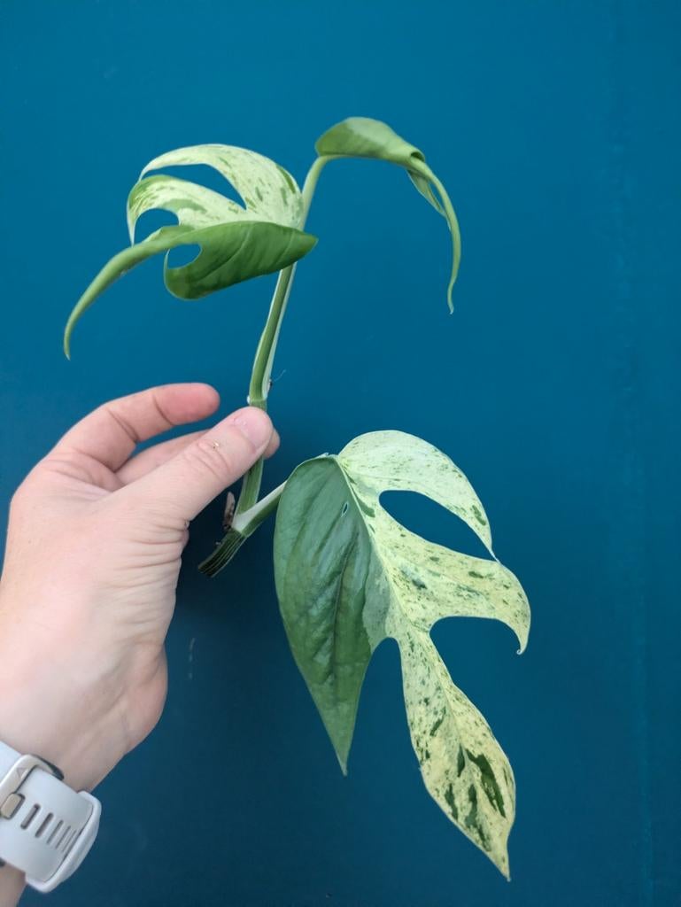 Epipremnum Hanoman Sp. Bali, Verzenden, Halfschaduw, Minder dan 100 cm