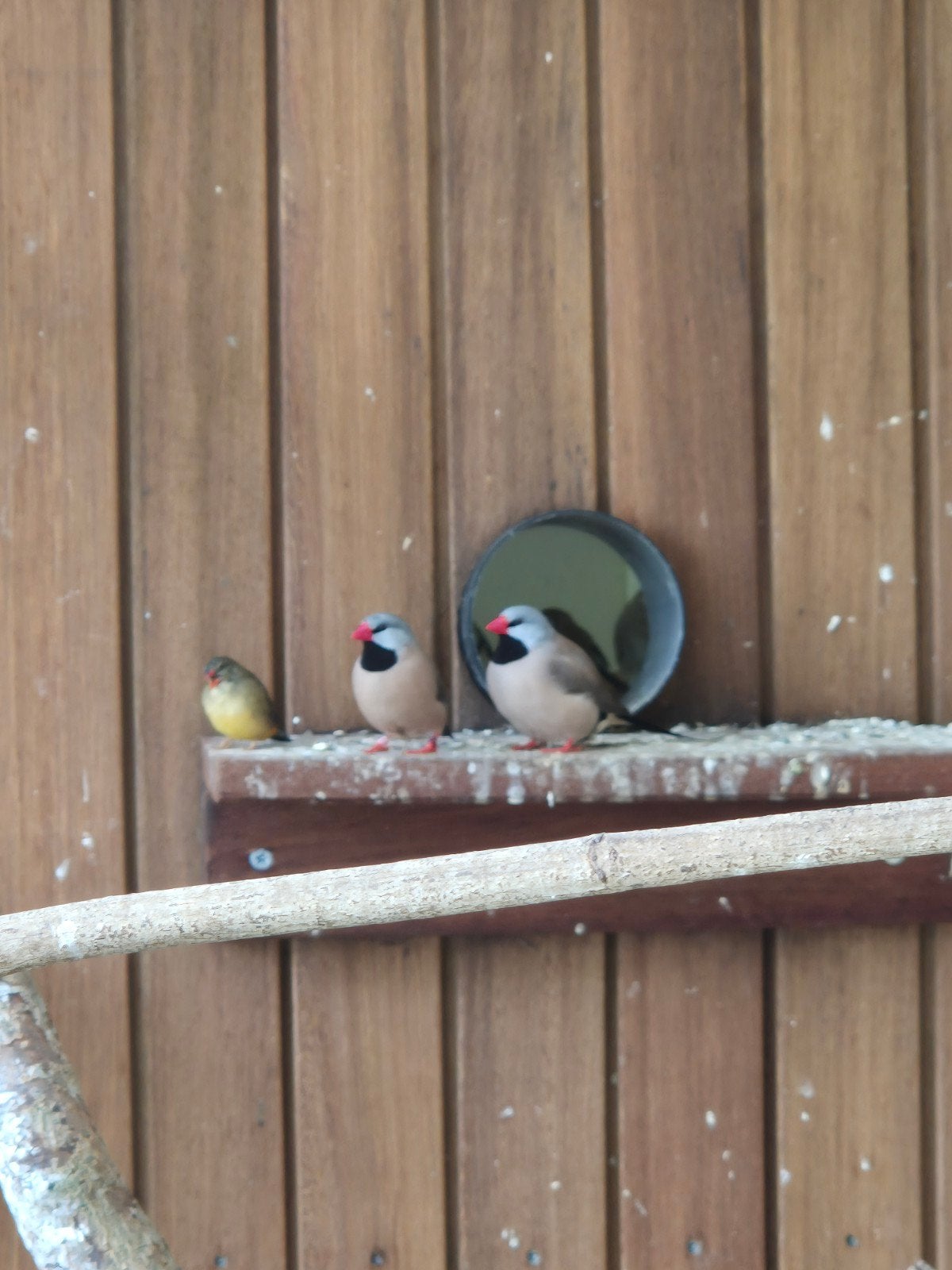 koppel spitsstaart amadines, Dieren en Toebehoren, Meerdere dieren