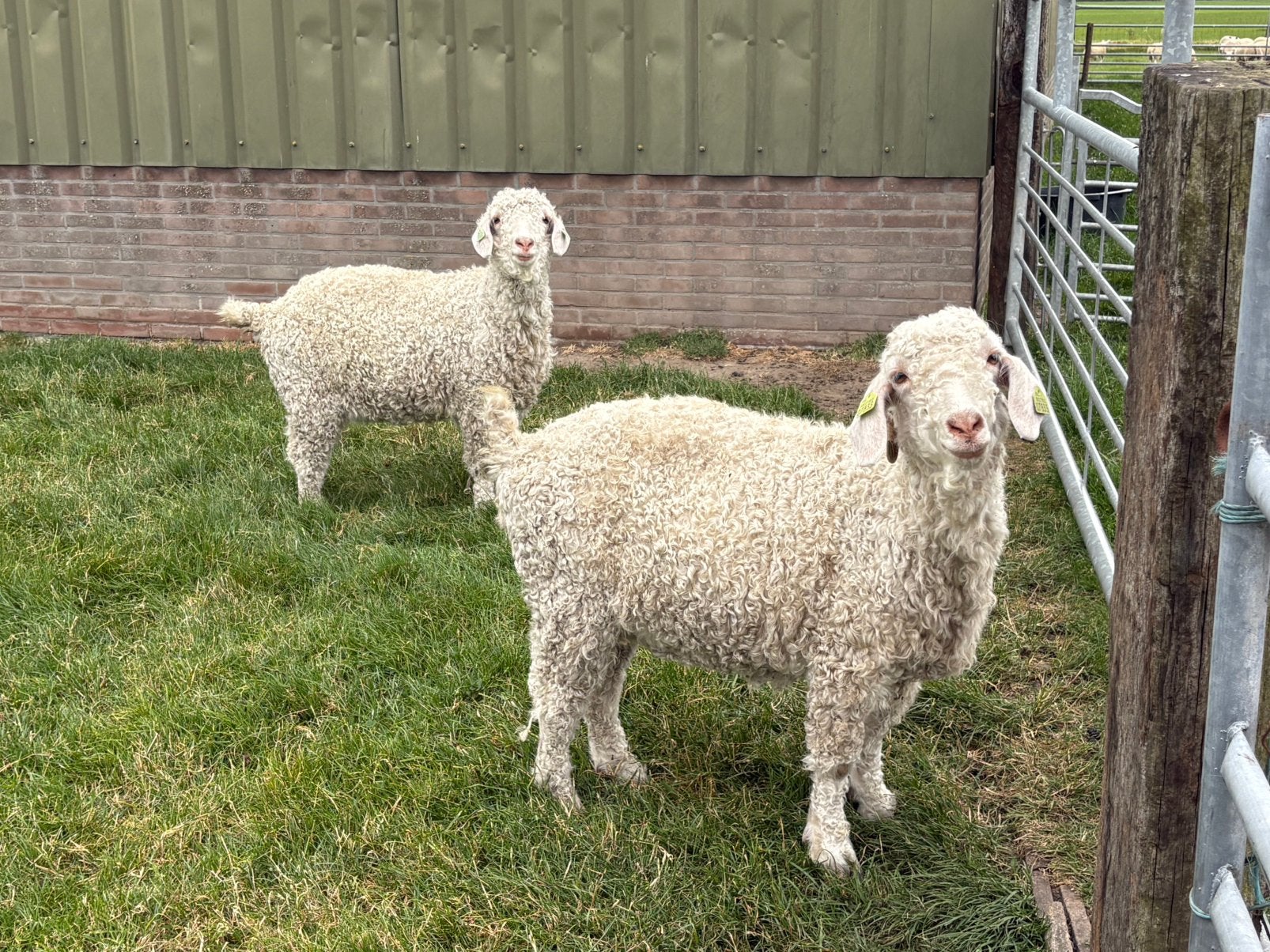 Angora geiten, Vrouwelijk, Geit