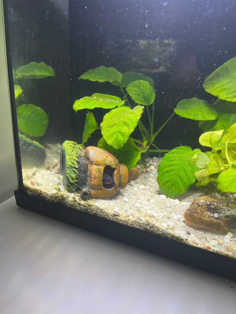 Roodbuik cichlide plus gratis Black Molly’s en of Platys, Vis, Zoetwatervis