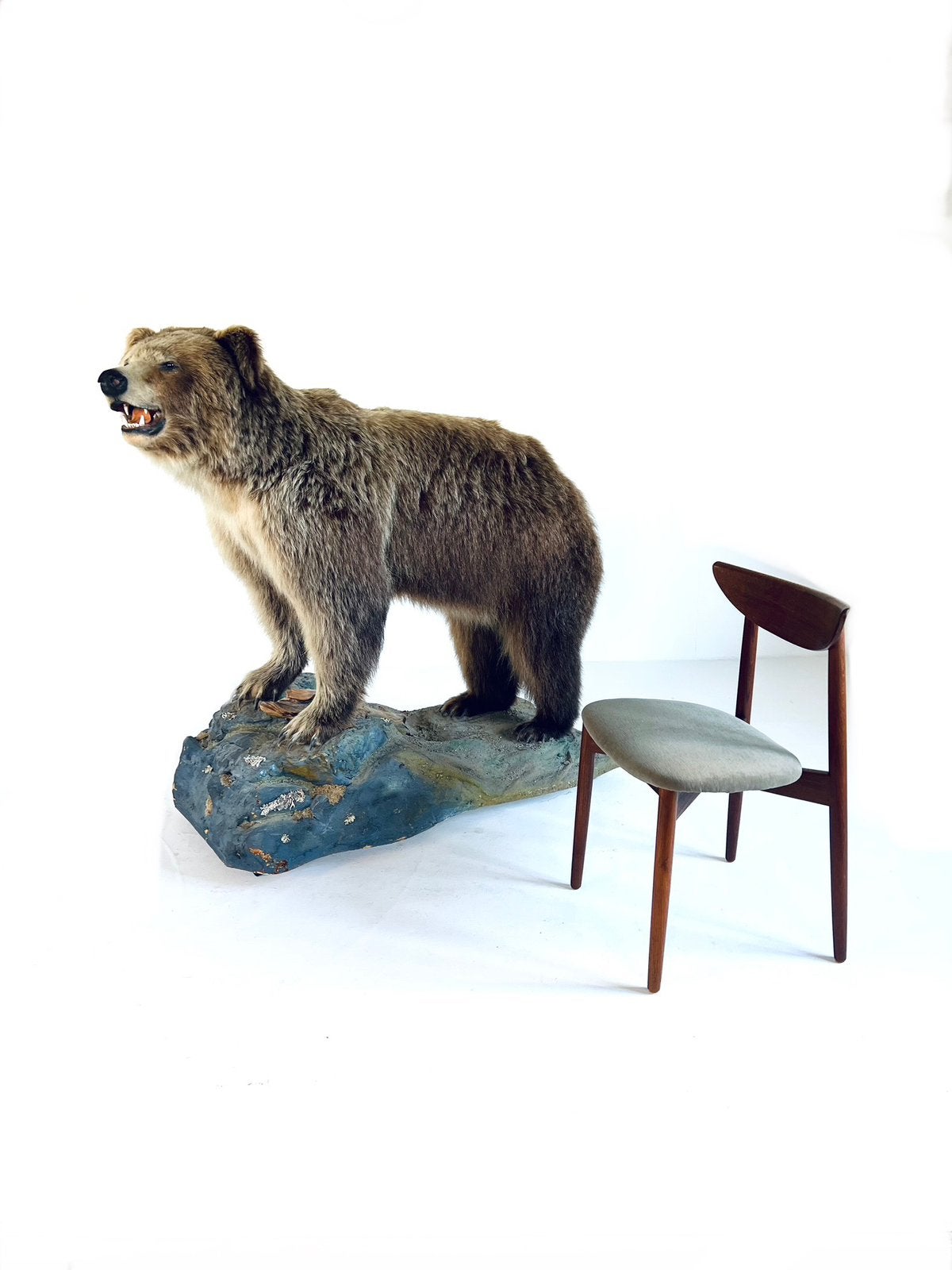 Taxidermie XL Canadese Grizzly beer ‘10, Verzamelen, Ophalen of Verzenden, Gebruikt, Wild dier, Opgezet dier