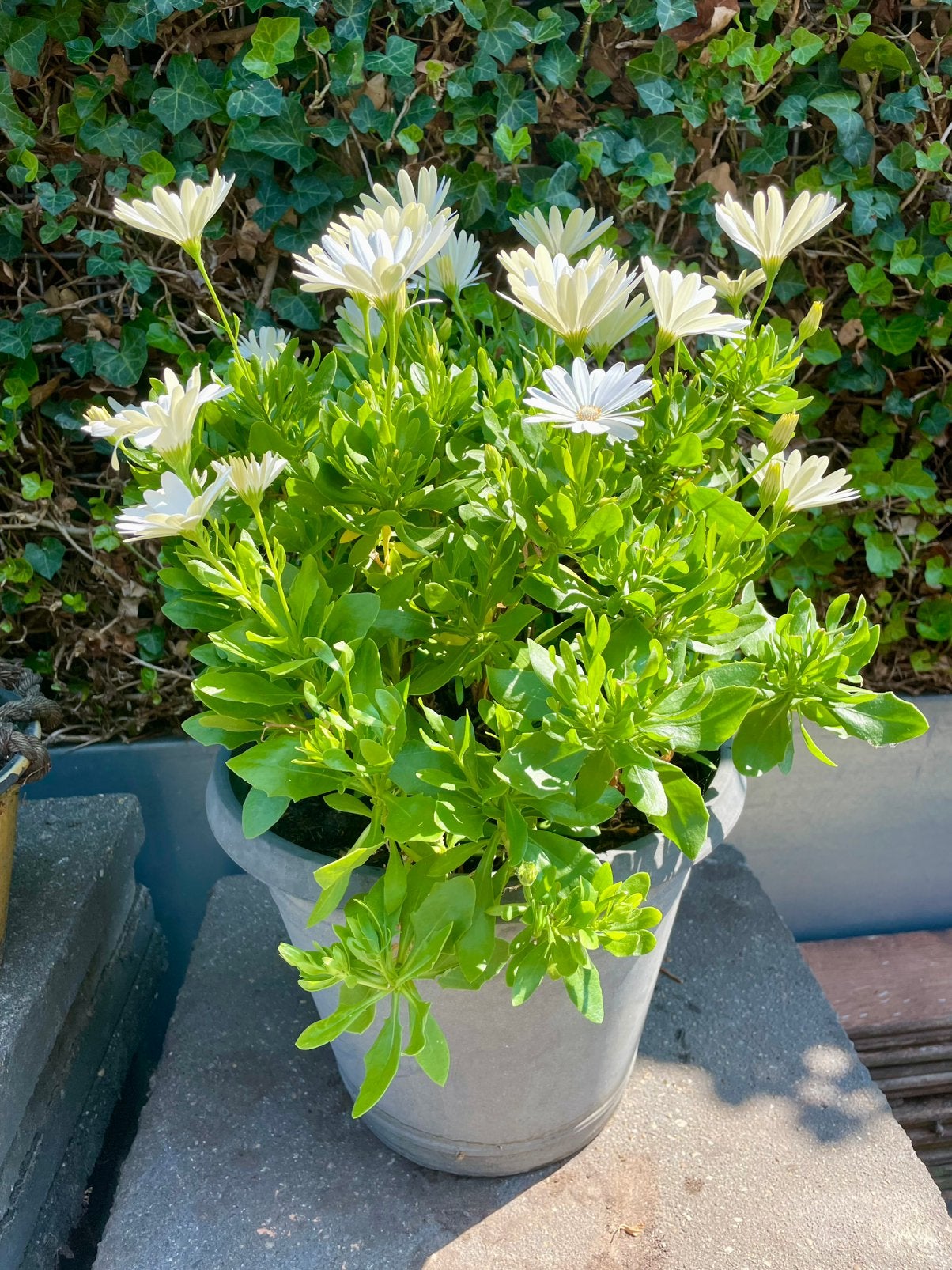 Spaanse Margriet, wit bloeiend, in sierpot, Tuin en Terras, Volle zon, Tweejarig, Zomer, Ophalen