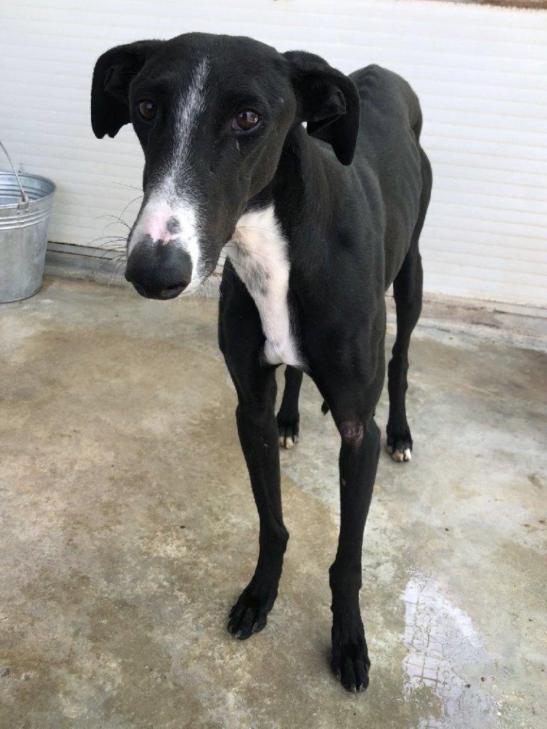 ACE: Infante is sociaal en lief met mensen, Dieren en Toebehoren, Honden | Windhonden, Particulier, 15 weken tot 1 jaar, Reu, Galgo