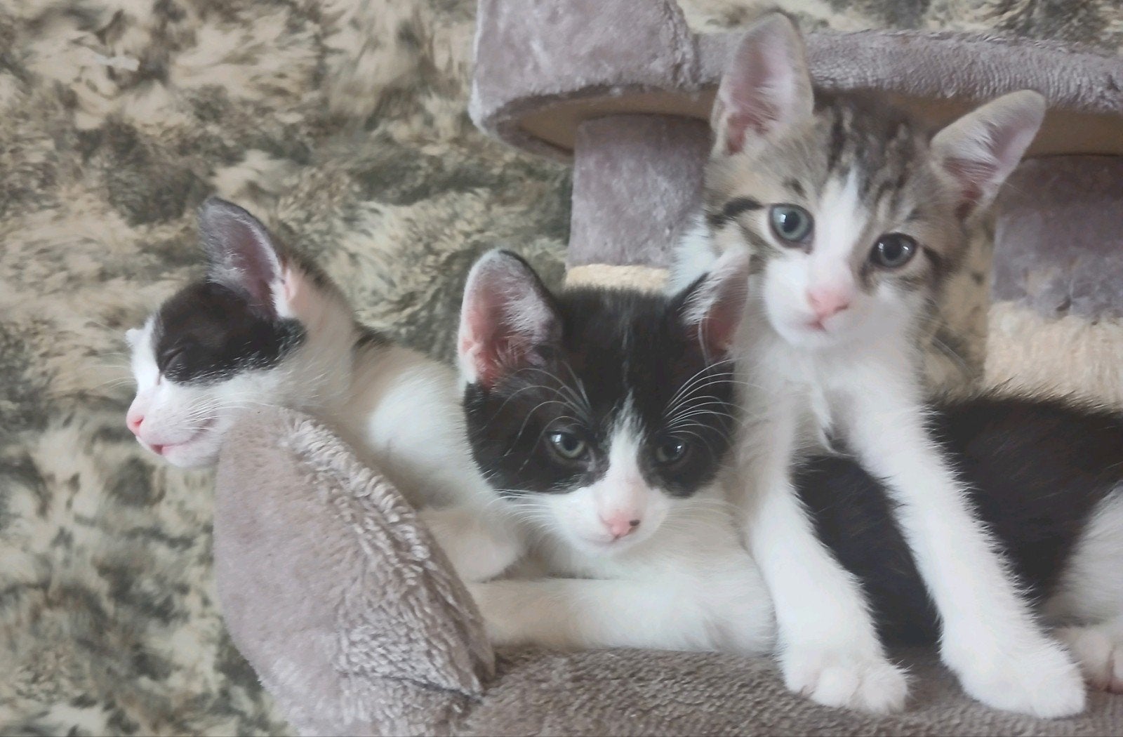 Kittens te koop Egyptische mau X Eur korthaar, Kater, 0 tot 2 jaar
