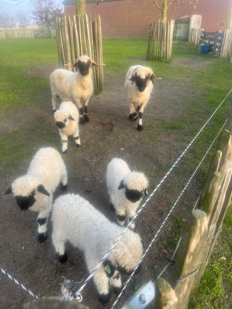 Vier Walliser schwarznase lammeren, Mannelijk, Schaap