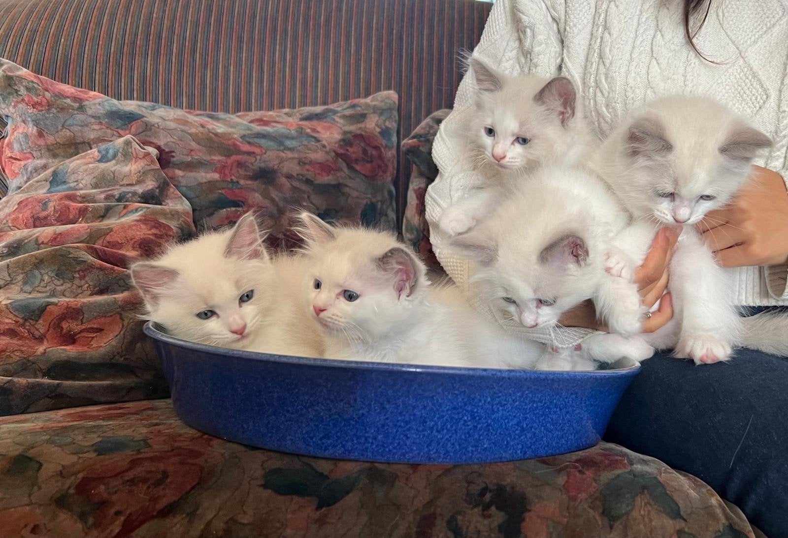 Ragdoll kittens, Kater, Ontwormd, 0 tot 2 jaar