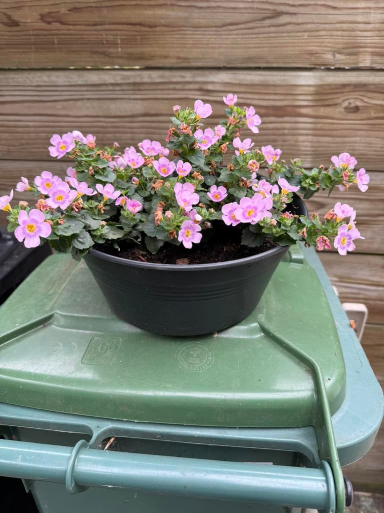 1 bacopa hangplant, Ophalen, Zo goed als nieuw, Rond, Minder dan 30 cm