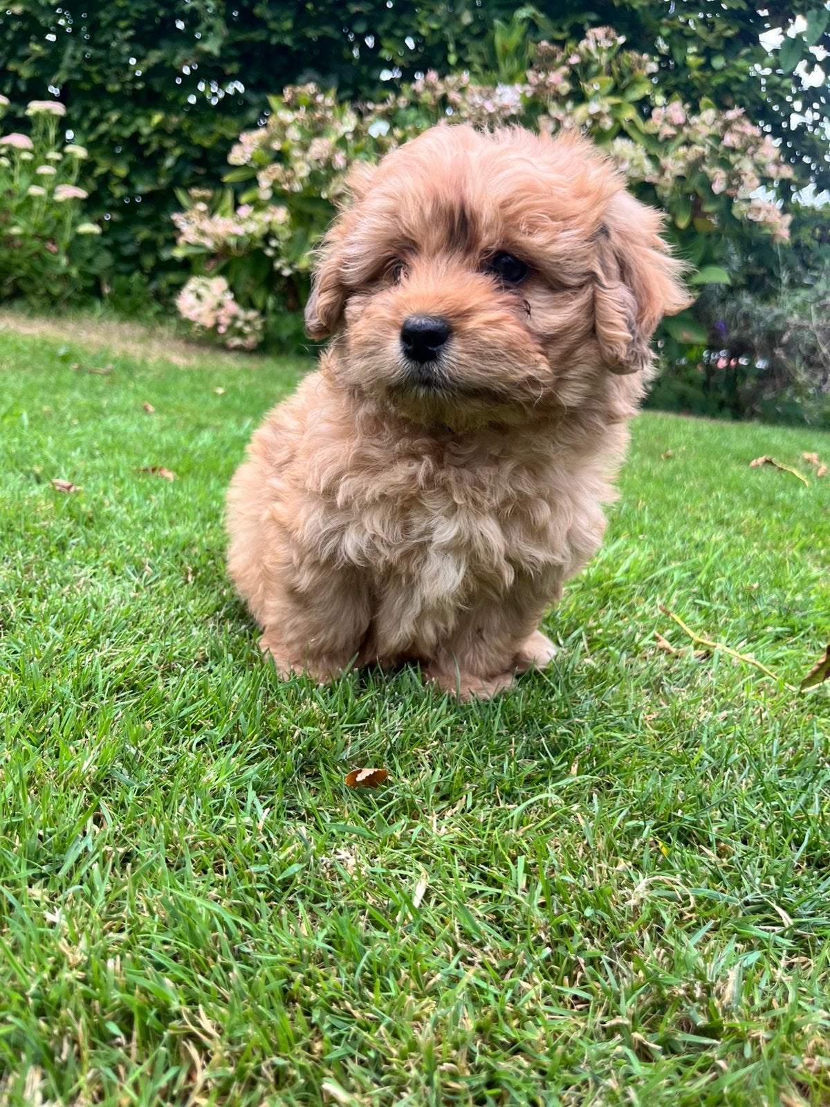Schitterende Maltipoo pups F1., Poedel, Parvo, 8 tot 15 weken, Meerdere