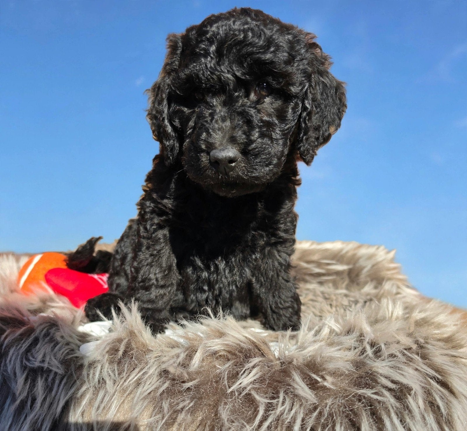 Labradoodle puppie's F1B generatie Reutjes en Teefjes Beschi, Dieren en Toebehoren, Overige rassen, CDV (hondenziekte), 8 tot 15 weken