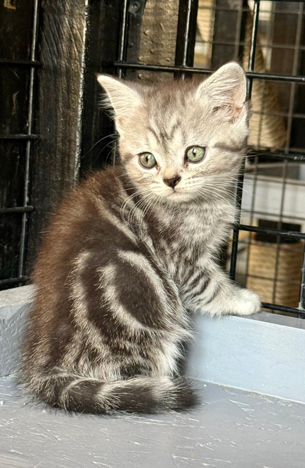 🩷💙 unieke lieve Britse korthaar kittens met stamboom🩷💙, Dieren en Toebehoren, Meerdere dieren, Met stamboom