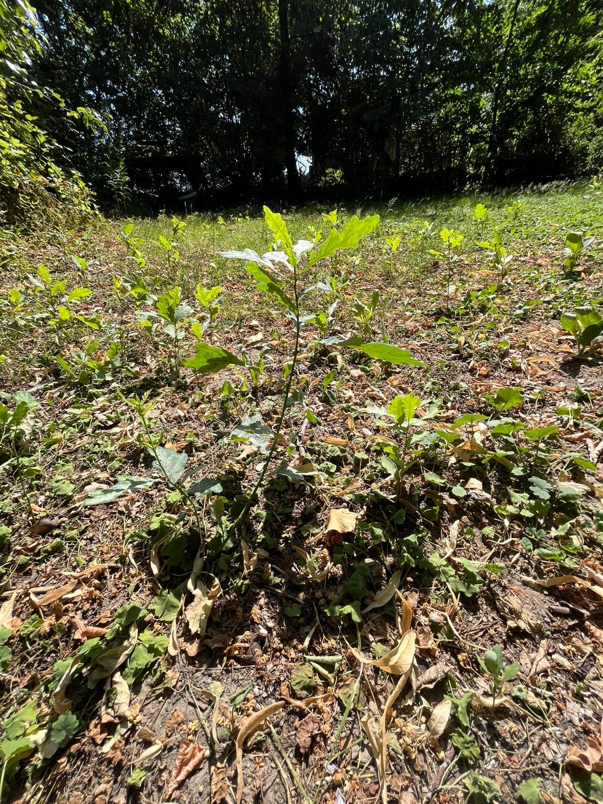 Eikenboompjes, Tuin en Terras, Planten | Bomen, Overige soorten, Minder dan 100 cm, Volle zon, Zomer, Ophalen