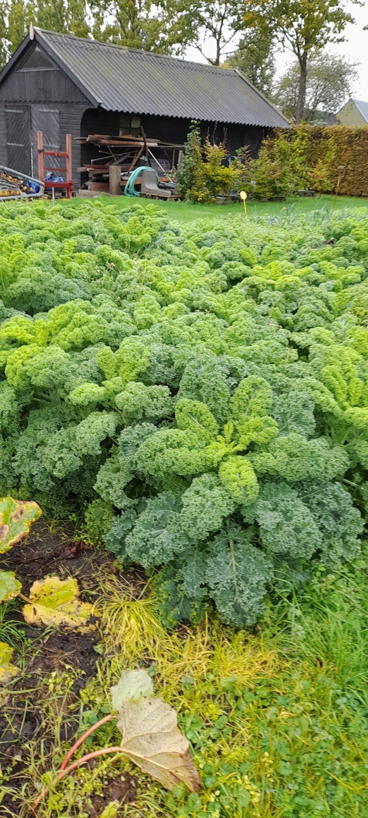 Verse Boerenkool stronken- €1 per stuk, Ophalen, Volle zon, Groenteplanten, Eenjarig