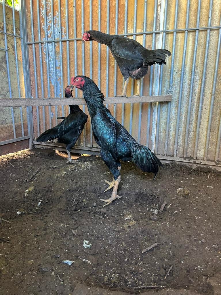 O shamo haan, Dieren en Toebehoren, Pluimvee, Meerdere dieren, Kip