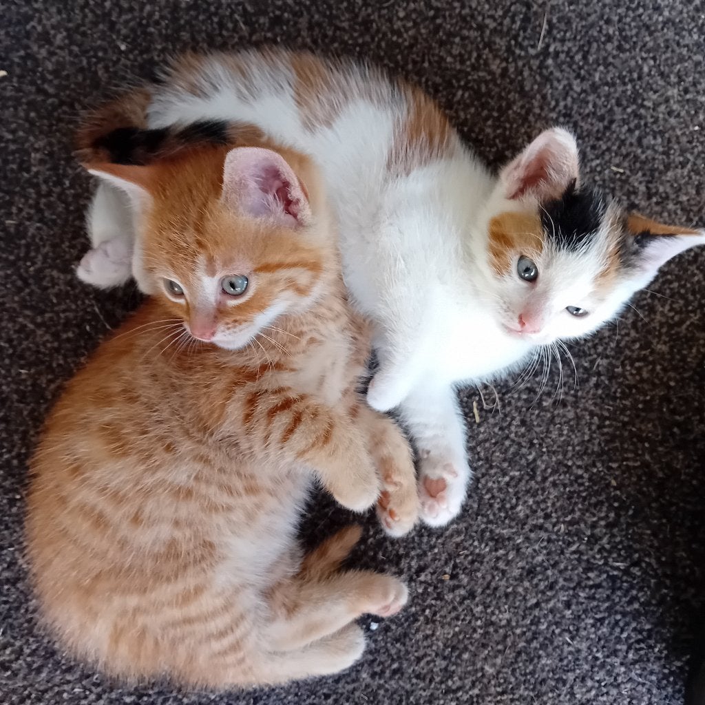 Goed tehuis gezocht voor twee prachtige kittens, Meerdere dieren, Kortharig, 0 tot 2 jaar