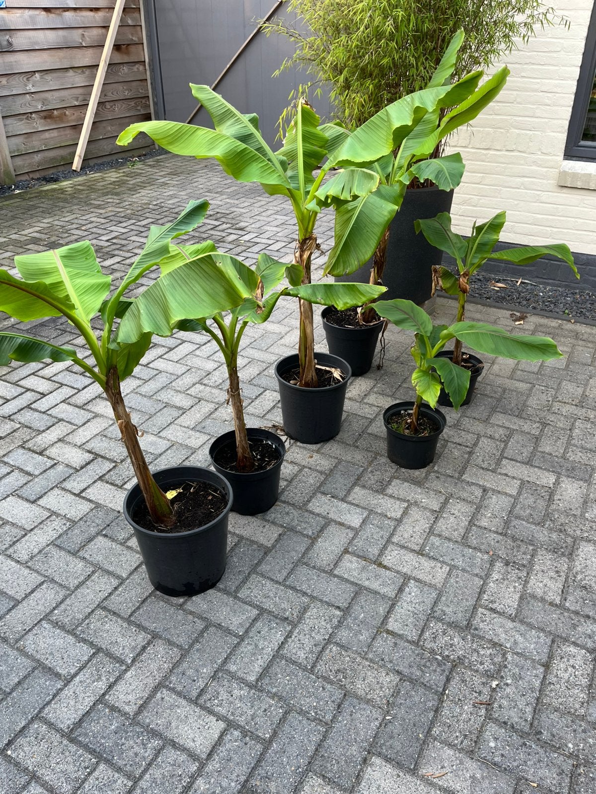 Stekken bananeplanten, Tuin en Terras, Ophalen, Overige soorten, Volle zon