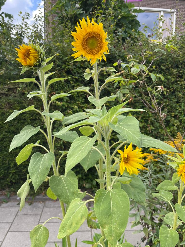 Grote bloembak met zonnebloem, boompje, ijzerhard, Ophalen, Balkon, Rond, Zo goed als nieuw