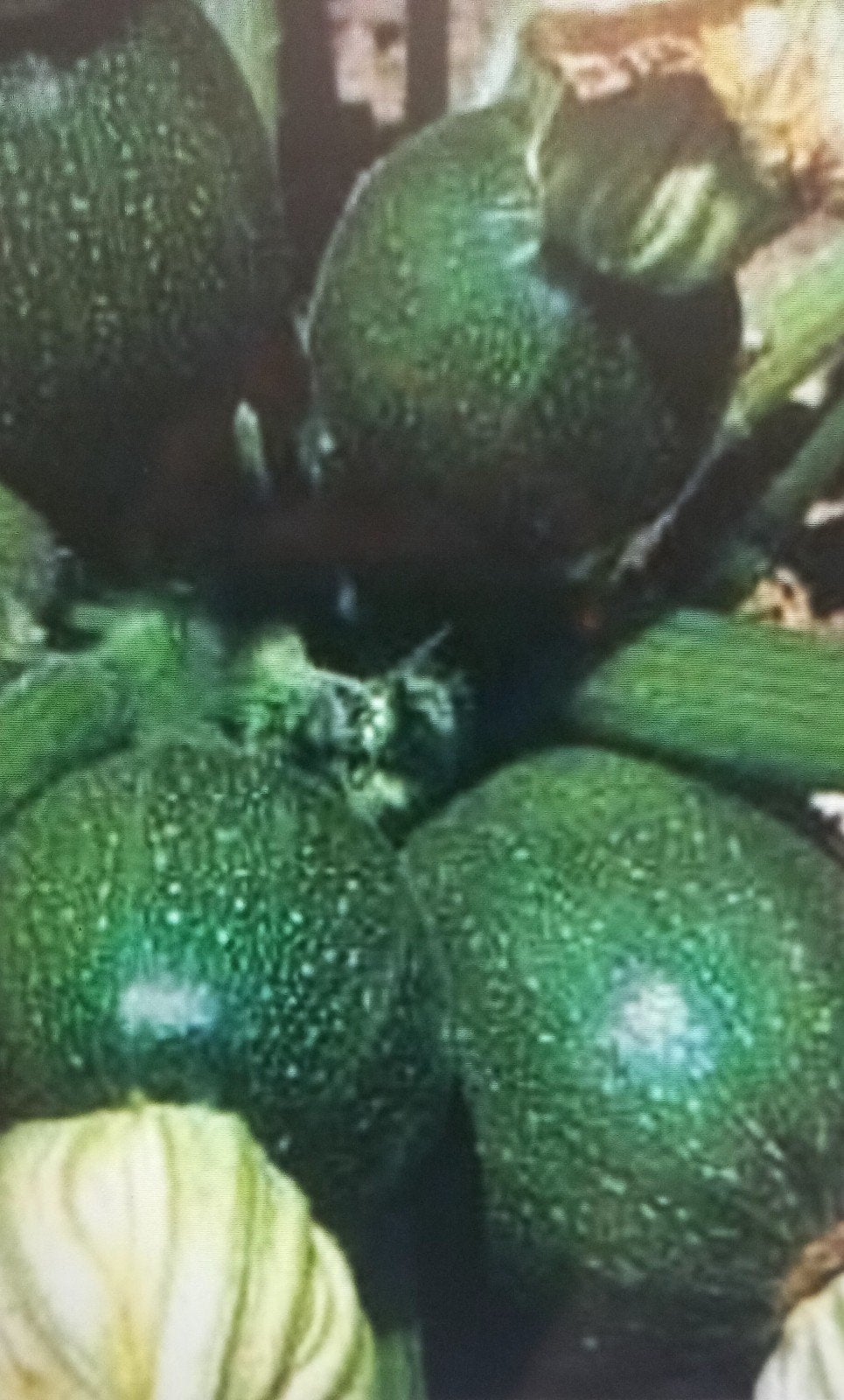 courgetteplantenzaad, biologisch, Tuin en Terras, Ophalen of Verzenden, Eenjarig, Overige soorten, Volle zon